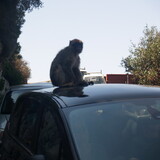 Opice se veze na autě